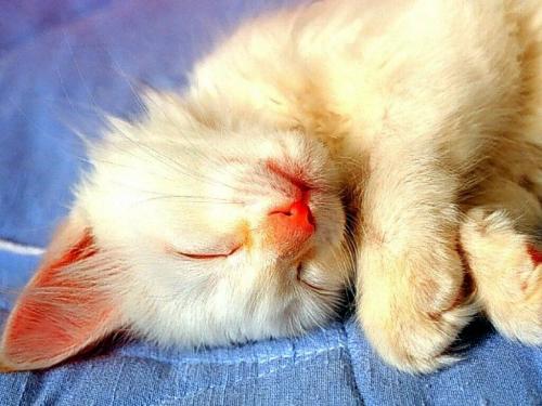 cat - It is my cat.I took phone when it was sleeping.