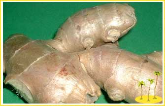 Ginger - Ginger is use extensively in chinese cooking and in medical treatment