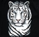 white tiger - white tiger is very calm and cute tiger