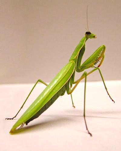 Mantide Religiosa - Mantide Religiosa photo.