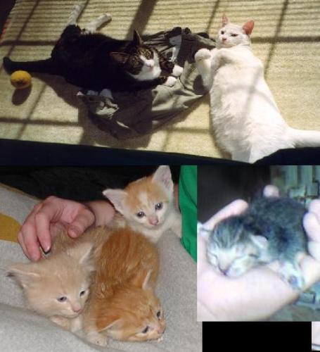 kitties - new born kitties and parents