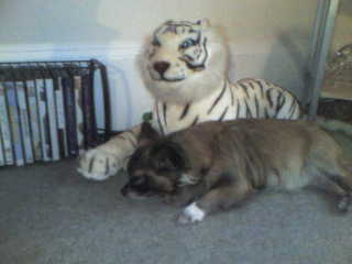 Gissi - This is the little Fellow sleeping with the Tiger lol