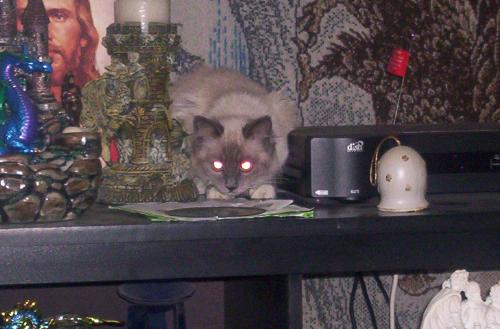 on the lookout - my baby cat on top of the entertainment center watching to attack the other cats.