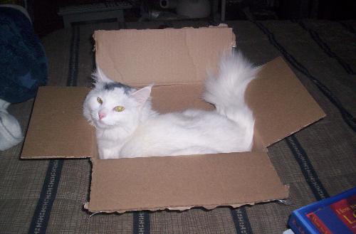 boxed in again - my baby likes to look into things and take over boxes