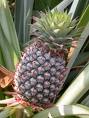 pineapple plant with fruit - pineapple is so refreshing and has a pleasant aroma.