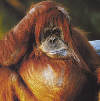 Orang Oetang - Photo from the Zoo in Antwerp
