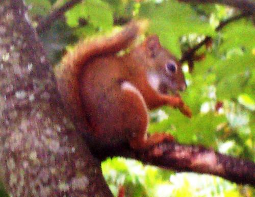 Red squirrel chomping away! - Cute little red squirrel munches on seeds and nuts outside my window. Red squirrel chomping away! - Cute little red squirrel munches on seeds and nuts outside my window.