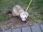 Rascal - This is Rascal, my rescue-ferret, who is the love of my life!