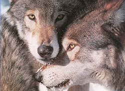 One of my favorite wolf pictures - Tell me wolves are mean, evil killers!