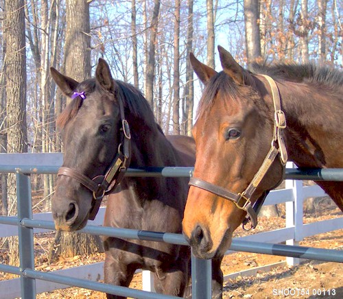 Horses - Photo00113