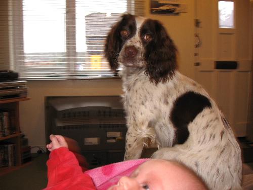 poppy - my springer spaniel, 8 months old