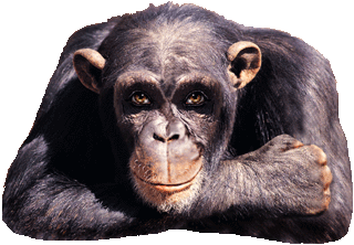 monkey - :)