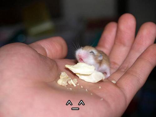 Smile! - My friend found this somewhere on the internet, and it's my favorite picture ever. Isn't it the cutest thing?