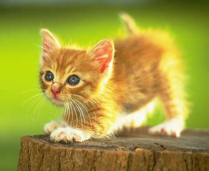 aint he cute!! - that's my pet cat