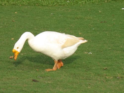 duck - hi