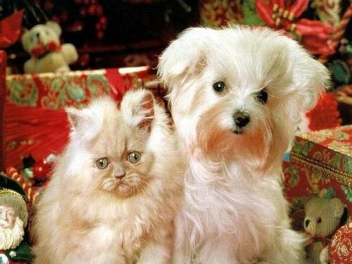cat & dog - best friends