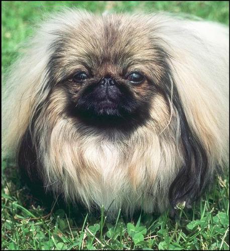 dog - cute puppy