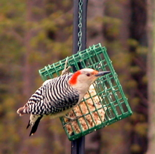 Female Red Bellied Woodpecker - This is a female Red Bellied Woodpecker.
These are identified by the red on their head.
The female only has red from the nape up to the cap. The male, however, has red all the way from the nape, over the cap to the beak.
The reason they are named Red Bellied is because if you get a glimpse of their belly, they have a nice soft red tone.
They are beautiful birds! Female Red Bellied Woodpecker - This is a female Red Bellied Woodpecker.
These are identified by the red on their head.
The female only has red from the nape up to the cap. The male, however, has red all the way from the nape, over the cap to the beak.
The reason they are named Red Bellied is because if you get a glimpse of their belly, they have a nice soft red tone.
They are beautiful birds!