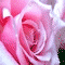rose - pink rose