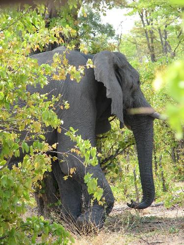 African Elephant - This was a photo taken at Tanzania
