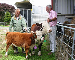 Hereford mini cow - so cute!!