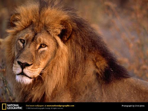 king of forest - wild animal king of forest - wild animal