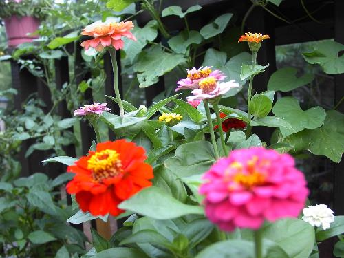 Zinnias In My Garden - Last year's garden was a relative success to start, with lots of petunias and zinnias, tomatoes, and herbs. The catsliked the catnip, of course. I've just gone out to check what's still alive, and I'm happy t say that winter spared my rosemary, thyme, catnip, and a few mums. I'll be getting out there to clean up and uncover the roses in about a week or so. I do love my little balcony garden.