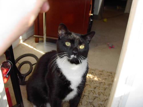 Oden Kitty - Oden is my most kissbale kitty. He's a Tuxedo - a form of black and white shorthair known for their characteristic 'tuxedo' coat. He's got a 'milkstain' mustache and goate that dribbles right down his chin to his chest. Oden is playful, clownish, and loves to kiss, kiss, kiss. He even slathers us with open-mouth kisses...iwwwwww...cat spit. Gottah love him!