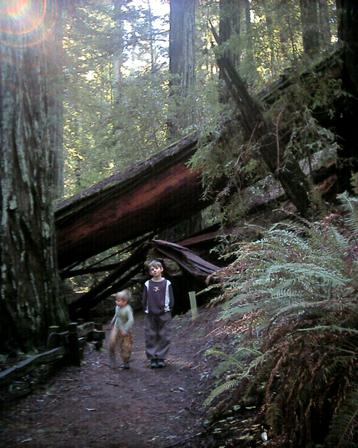 Armstrong Redwoods - Giant Redwoods, Sonoma County