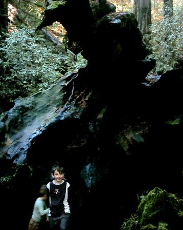 Armstrong Redwoods - Giant Redwoods, Sonoma County