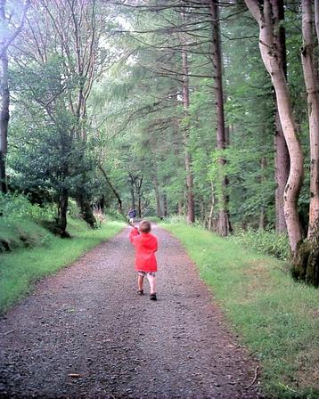Glenariffe Forrest - Northern Ireland