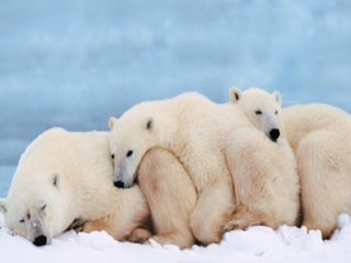 animal friends - polar bear friends
