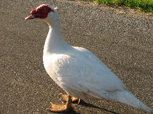 Weird Chicken - While driving around we spotted this chicken/duck sitting in the middle of the road. We drove by and I had wished I snapped a photo. Upon returning over 30 minutes later he was still standing there.