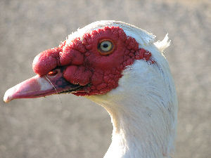 Close up of Weird Chicken - This is a close up of the weird chicken/duck