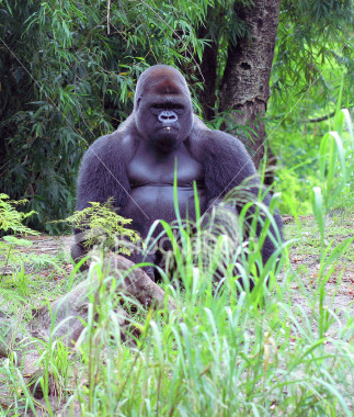 Gorila anthropoid - The biggest anthropoid is the gorila