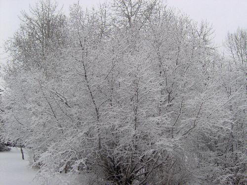 winter tree.... - A wet snow has given this tree a nice coat..