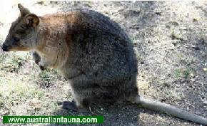 Quokka - Here is a picture of a Quokka, native to Australia. Quokka - Here is a picture of a Quokka, native to Australia.