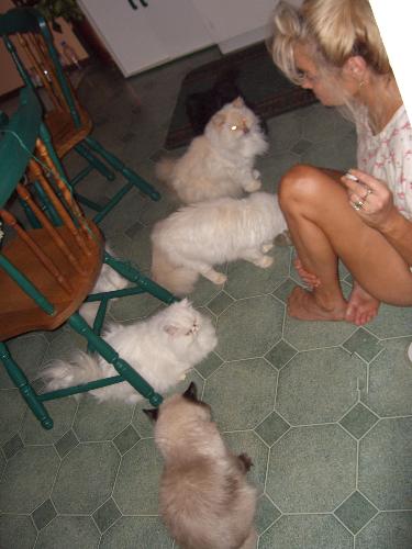 Me and my cats on the floor - A big mess of cats