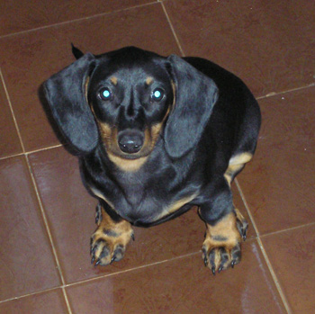 dachshund - my adorable one - This is my sweetie, her name is Larry :}