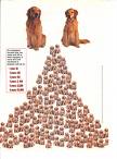 Spay or Neuter advertisement - This advertisement gives a good visual of the effects of allowing unspayed/neutered dogs to breed. Spay or Neuter advertisement - This advertisement gives a good visual of the effects of allowing unspayed/neutered dogs to breed.