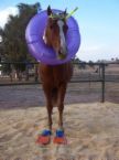 Horse - Horse all ready for the beach