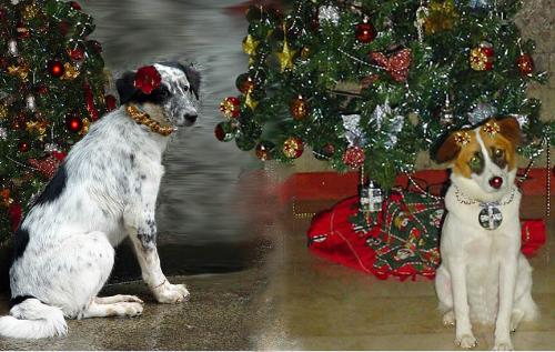 Bridgette & Brix - These are my dogs. they brother & sister. Bridgette is the black and white one. She looks like her mother. Brix, the All White one, looks like his father. Both of them are lovable. They both sleep in my bed. They were born on June 3, 2006.