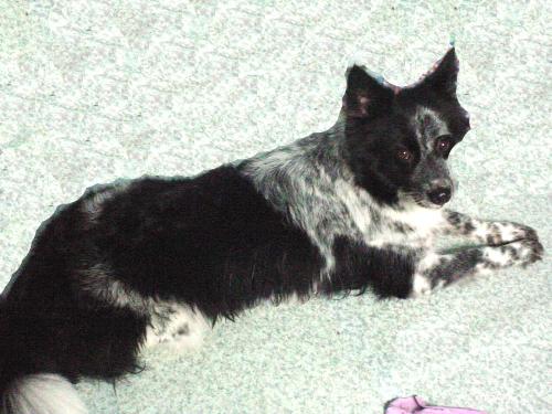 britney - Britney is the mother of Bridgette and Brix. She is smaller than her siblings. But she is really cute.