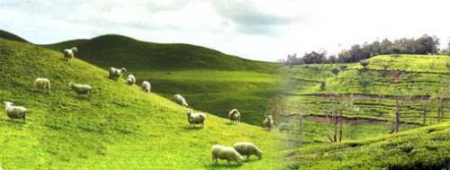 Ooty - The beautiful hill station, Ooty