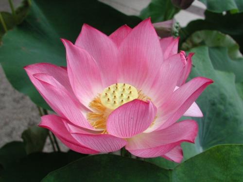 Lotus  - National Flower of India