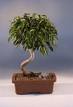 bonsai money tree - money tree such bonsai