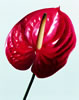 flower - red flower