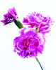 flower - purple flower