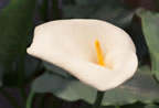 flower - white flower