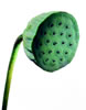 lotus  - lotus fruit